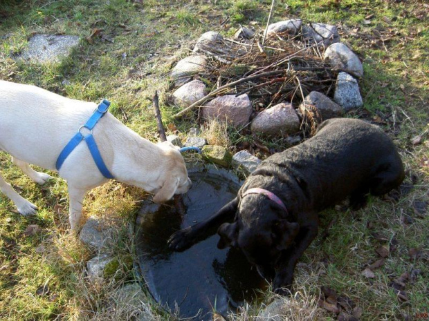 ...usiłują dostać się do wody, zlizujac 20 cm taflę lodu! #psy #labradory #Ness #Xena
