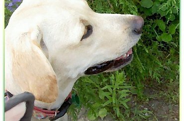 Namalowane-Ness w ogrodzie #namalowane #inaczej #przeróbki #Ness #labrador #WOgrodzie #pies