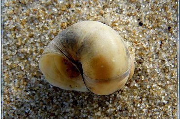 Sobieszewo-jedna z muszelek spotkanych nad morzem #NadMorzem #spotkane #muszelka #NaPlaży