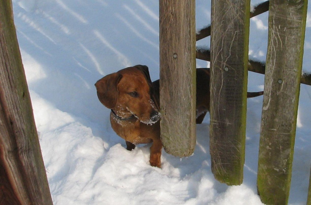 Florek wyrusza w świat za ogrodem. #jamnik #pies #zima