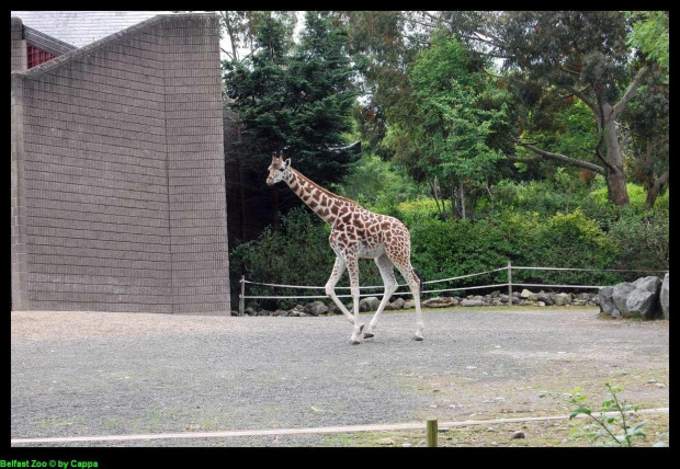 Belfast Zoo - 07/06/2008