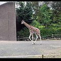 Belfast Zoo - 07/06/2008