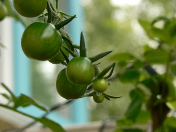 Coctailowe pomidorki ... #balkon