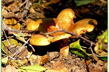 Niezaprzeczalna uroda grzybów, może jadalnych, może nie ale na pewno nierozerwalnie związanych z tą porą roku! #grzyby #RunoLeśne #WLesie #jesień