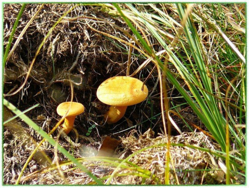 Niezaprzeczalna uroda grzybów, może jadalnych, może nie ale na pewno nierozerwalnie związanych z tą porą roku! #grzyby #RunoLeśne #WLesie #jesień