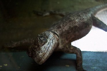 Ti podglądaciu ti :DDDD
hmmmm wrocławskie zoo zimową porą, wtedy najlepiej chodzić bo tłumu nie ma, i zwierzaki chętniej pozują :D #gad #jaszczurka #wrocław #zima #zoo