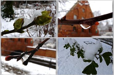 ...co to się porobiło przed Wielkanocą? #wiosna #ZBliska #roślinki #śnieg