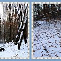 Okruchy zimy w lesie, nad jeziorem Otomino #WLesie #NadJeziorem #Gdańsk #widoki