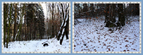 Okruchy zimy w lesie, nad jeziorem Otomino #WLesie #NadJeziorem #Gdańsk #widoki