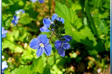 te najmniejsze,leśne ale przepiękne! #makro #ZBliska #roślinki #kwiatki #WLesie