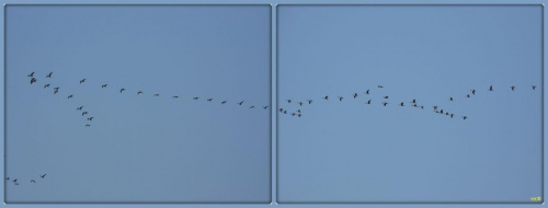 Stojąc pomiędzy Wisłą a morzem "polowałam" właśnie na te odlatujące ptaki #NadMorzem #Mikoszewo #ptaki #OdlotNiebo