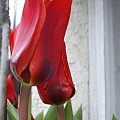 Kazimiera Czurka(znalezione w internecie).
Tulipany.
Na grządce
dwa pąsowe tulipany
Jeden w drugim zakochany
czule tulą się do siebie
ot, jak tulipany.
Pięknego i miłego weekendu :))