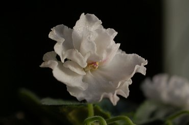 wiosna 2011 #FiołekAfrykański