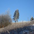 samotne drzewo zimową porą