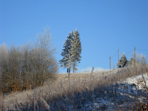 samotne drzewo zimową porą