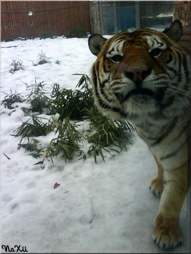 Zoo Wroclaw - moje ulubione foto tego Tygryssiaka Hihi :*