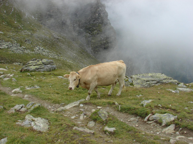 #wakacje #góry #Alpy #lodowiec #treking #Szwajcaria #krowa