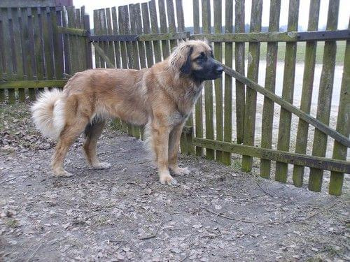 leonberger, leonbergery, apteka Natury #leonberger #leonbergery #AptekaNatury