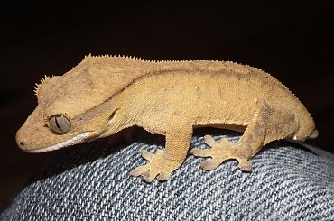 #CrestedGecko #GekonOrzęsiony #RhacodactylusCiliatus