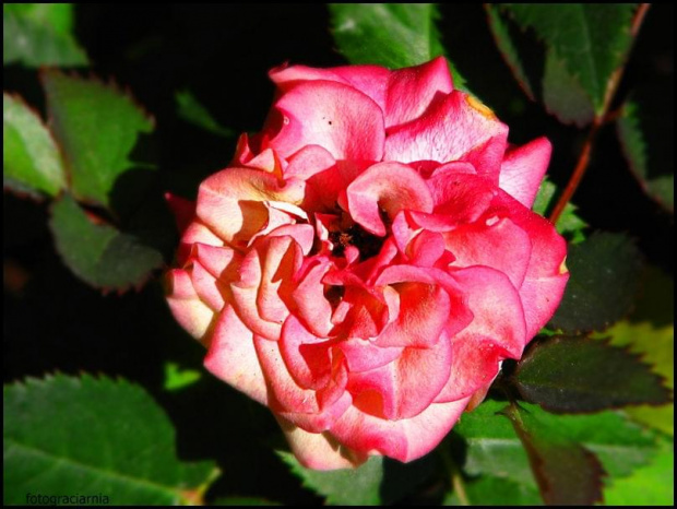 róża z biedronki