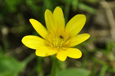 Zółty kiat #Kwiat #żółty #makro #macro