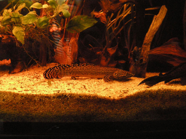 #ornatapinnis #ornate #polypterus