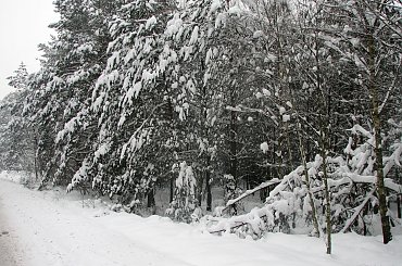 zima... #zima #snieg #drzewa #widok #plener