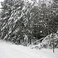 zima... #zima #snieg #drzewa #widok #plener