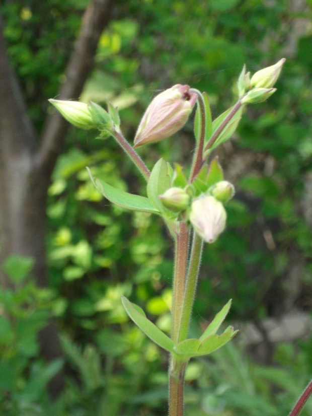 Orlik pospolity Aquilegia vulgaris L.gatunek rośliny z rodziny jaskrowatych. Pochodzi z Europy i w Afryki Północnej. Występuje również w stanie dzikim w Polsce, jest niezbyt pospolity. Rośnie na rozproszonych stanowiskach zarówno na niżu, jak i w górac...