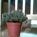 EUPHORBIA FEROX-WILCZOMLECZ