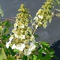 Hydrangea quercifolia - kwiaty
