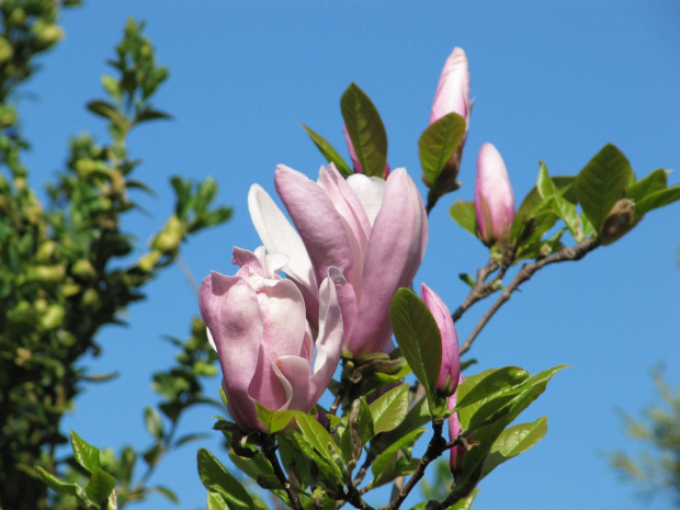 magnolia