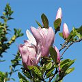 magnolia