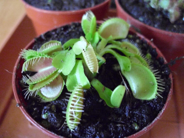 Dionaea muscipula #drosera #owadożery #rośiny