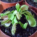 Dionaea muscipula #drosera #owadożery #rośiny