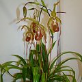 Phragmipedium grande