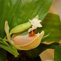 Coelogyne septemcostata