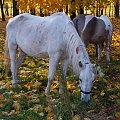park chorzow-osrodek harcerski #konie #ficiol007