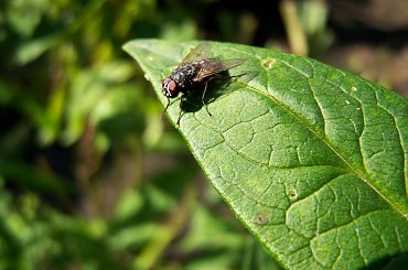 sesja muszki #mucha #makro #ficiol007