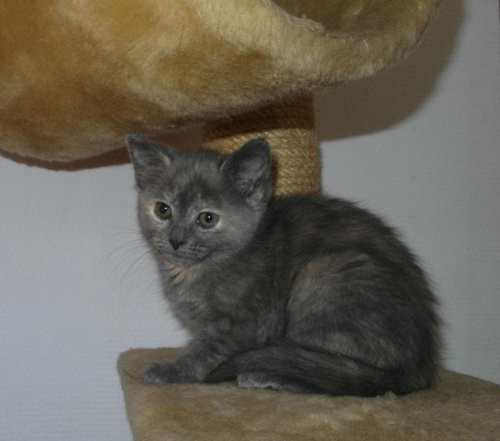 Koty do adopcji