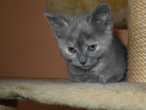 Koty do adopcji