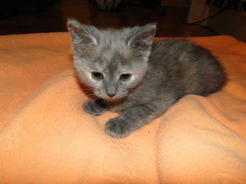 Koty do adopcji