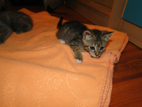 Koty do adopcji
