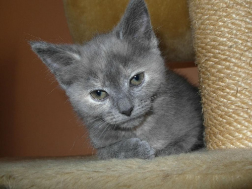 Koty do adopcji