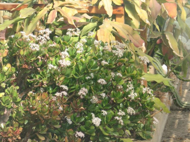 Prószków - Istyrut Pomologii - Kaktusiarnia - kwitnące drzewko szczęścia