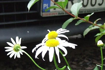 #natura #ciekawostki #dziwne #jaba