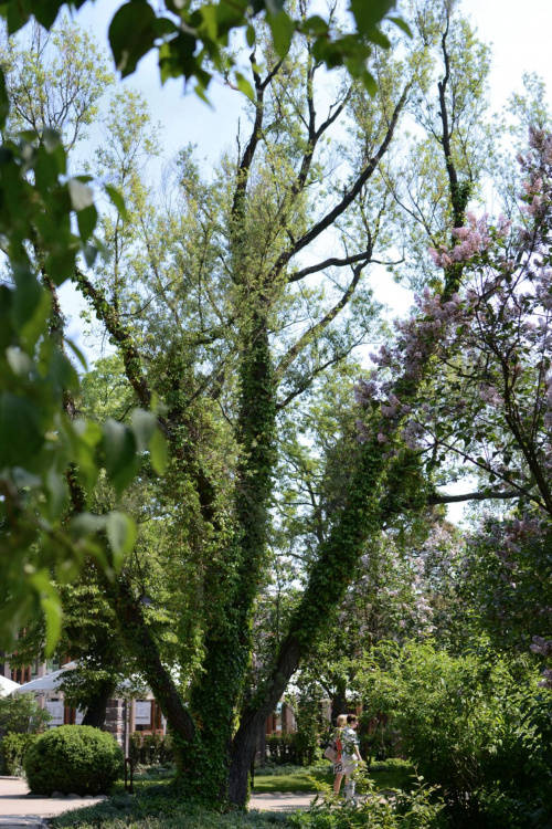 Park w Żelazowej Woli w którym znajdują się rzadkie okazy drzew, krzewów.
Niektóre z tych okazów maja ponad 100 lat.