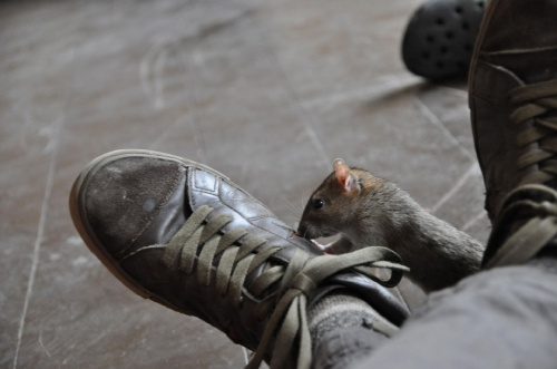serem... #szczur #szczury