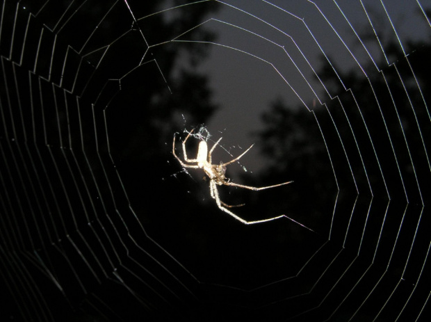 #noc #pająk #pajęczyna