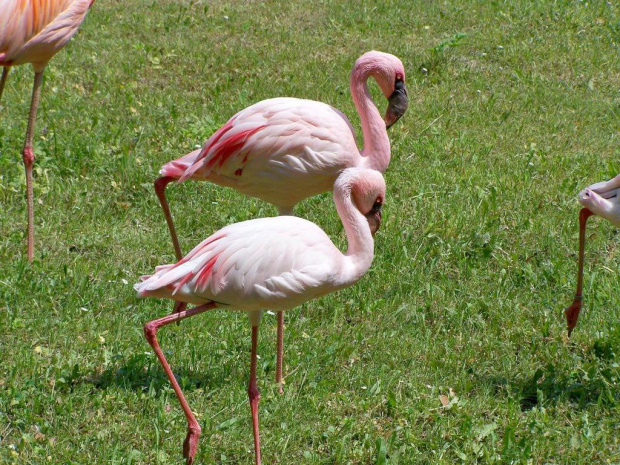 flamingi #ficiol007 #flamingi #ptaki